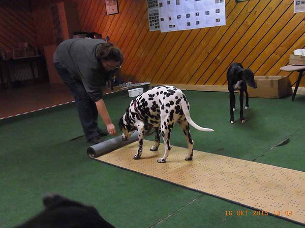 med_Teppichrolle - Fleckerl4.jpg (600 x 450)